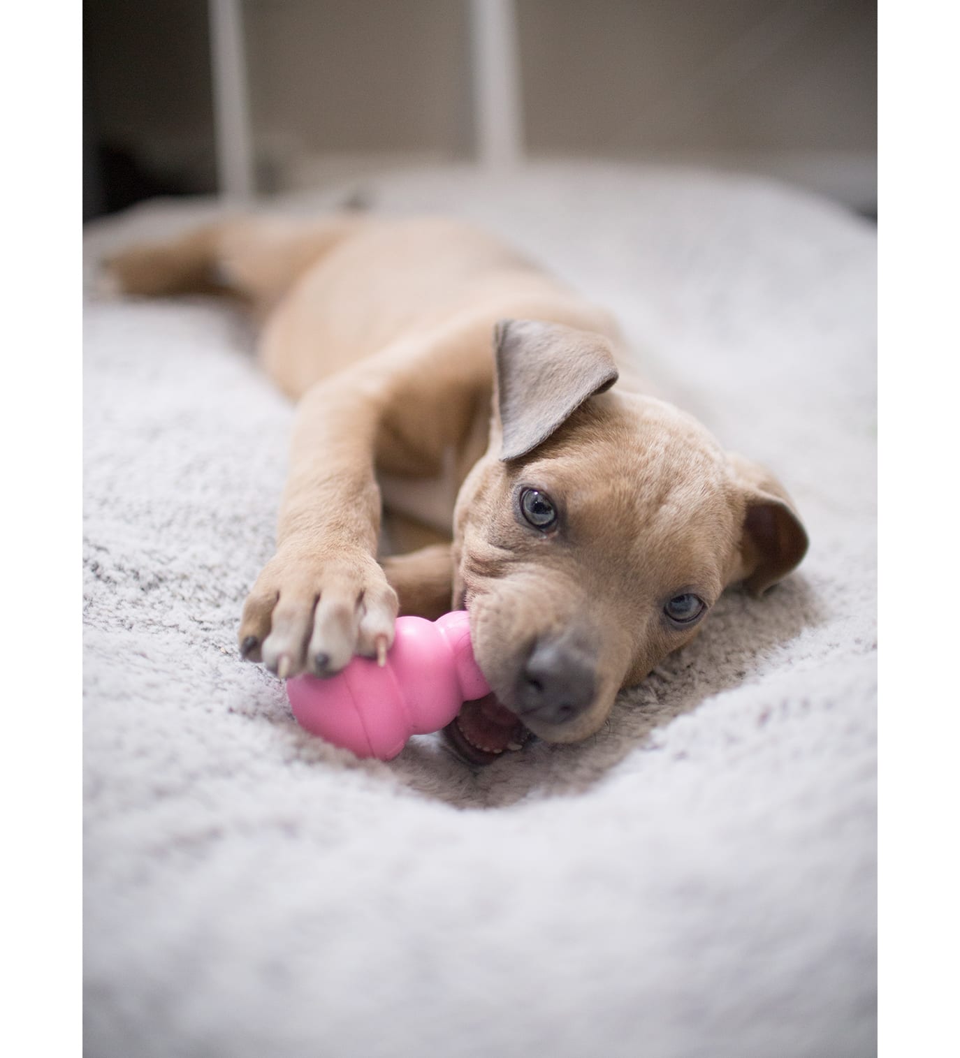 Pet Supplies : Pet Chew Toys : KONG Puppy Goodie Bone - Dental Dog Toy for  Teeth & Gum Health - Enrichment Dog Chew Toy - Puppy Teething Toy - Rubber  Treat