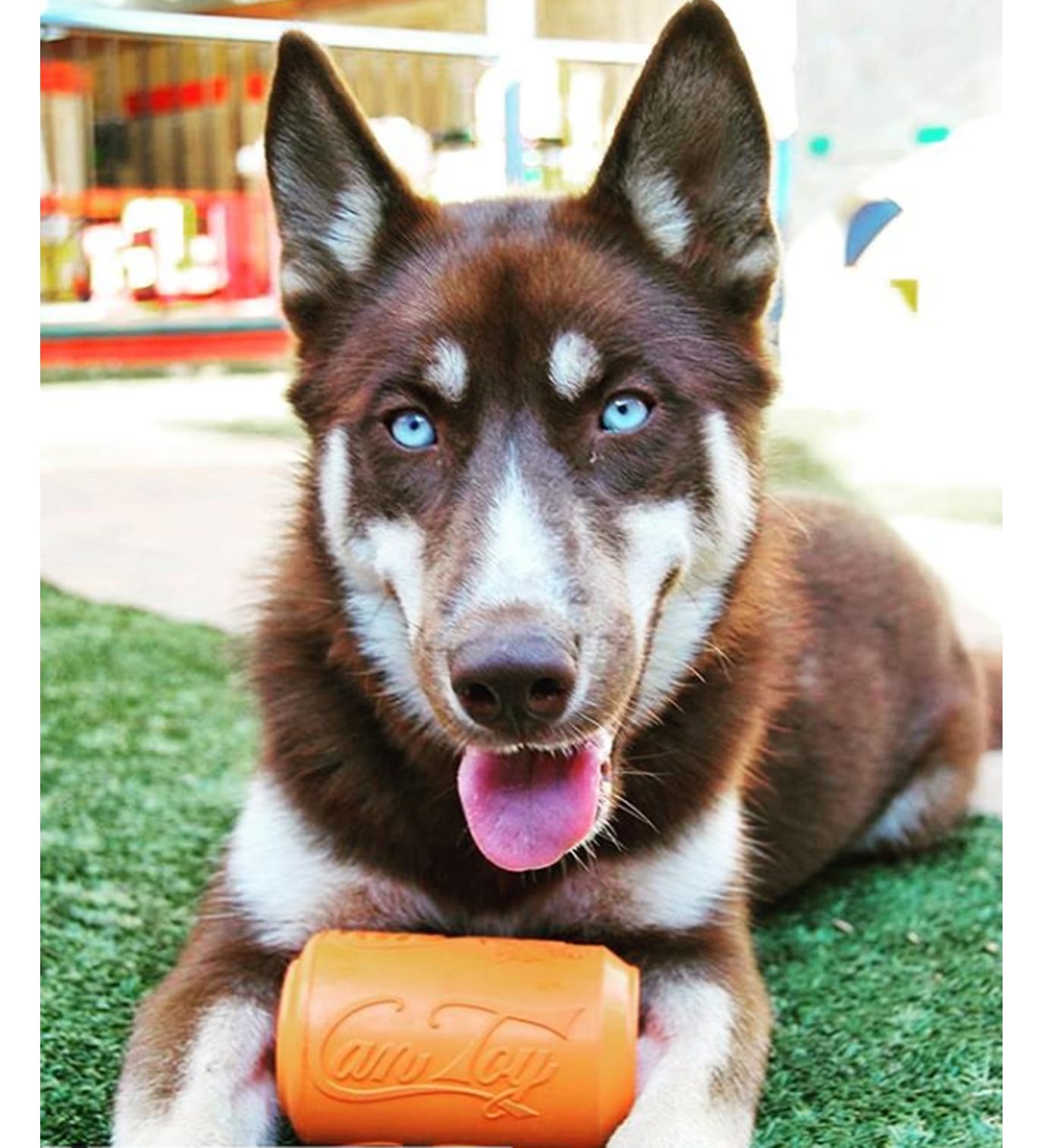 https://mooshiepets.com/content/uploads/2019/11/SODAPUP-CAN-TOY-ORIGINAL-ORANGE-With-Dog-3-.jpg