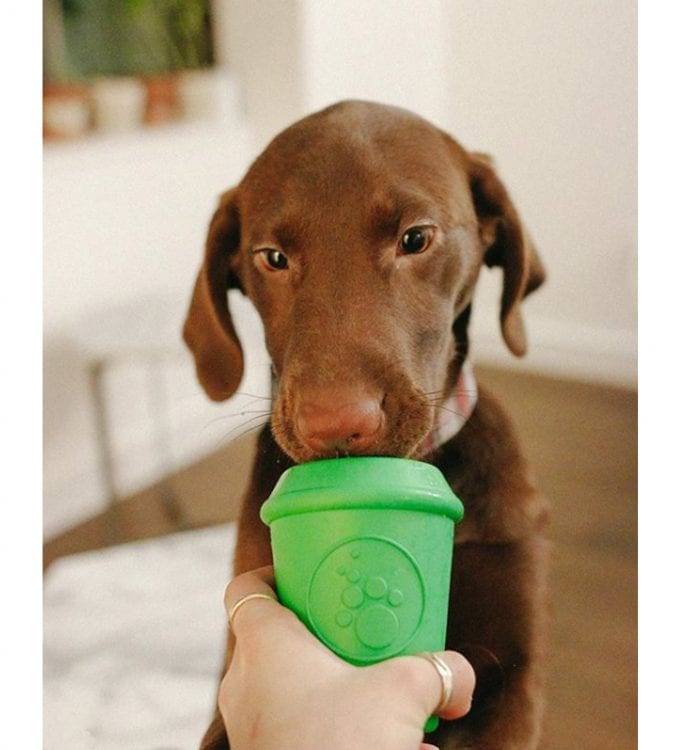 pup in a cup toy